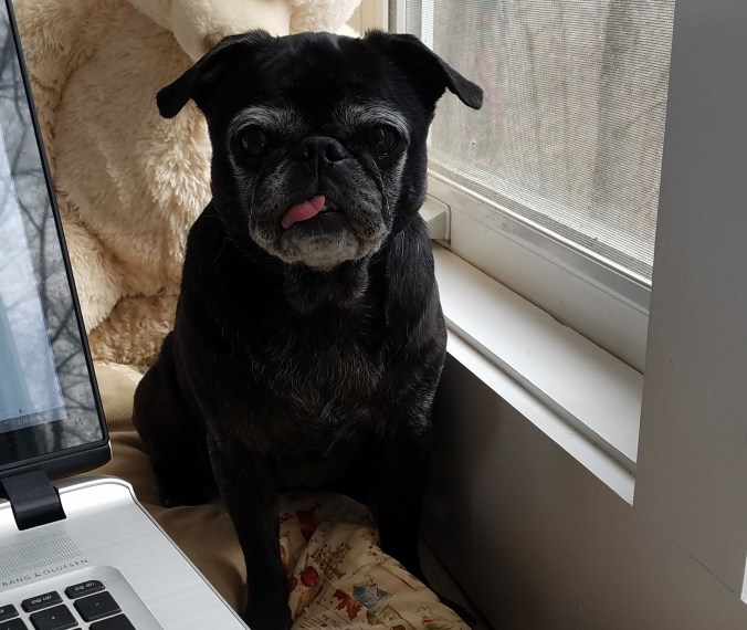 Coco on window seat cropped.jpg