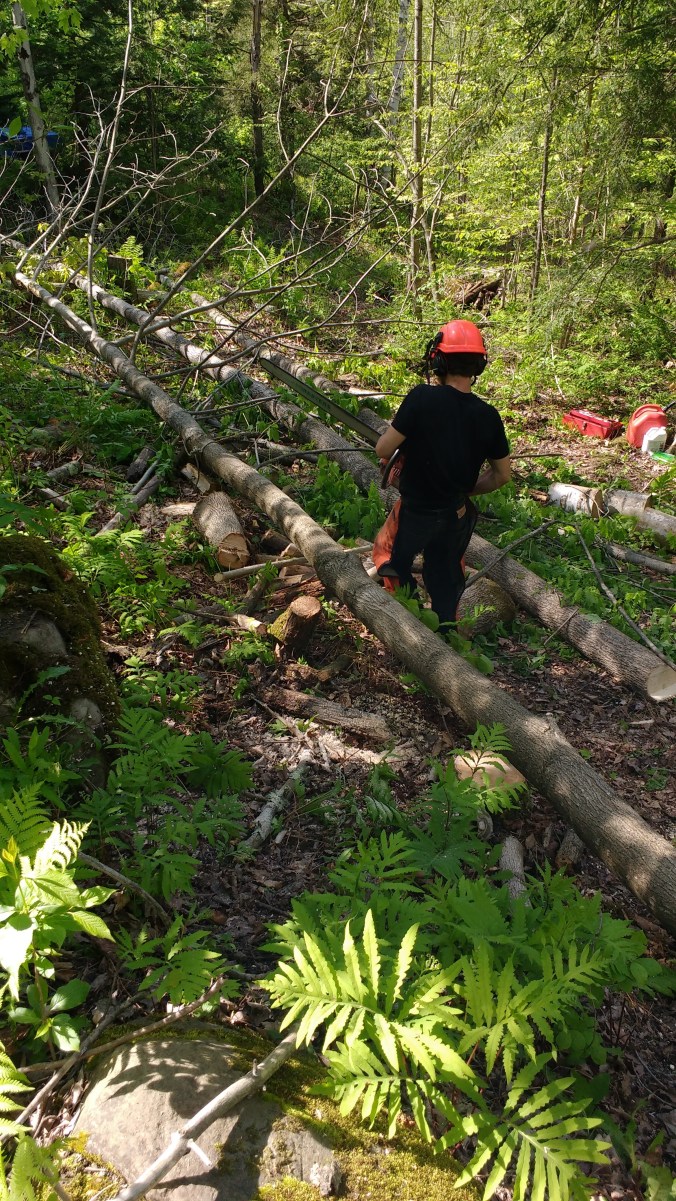 IMG_20170523_154516265utting down trees.jpg