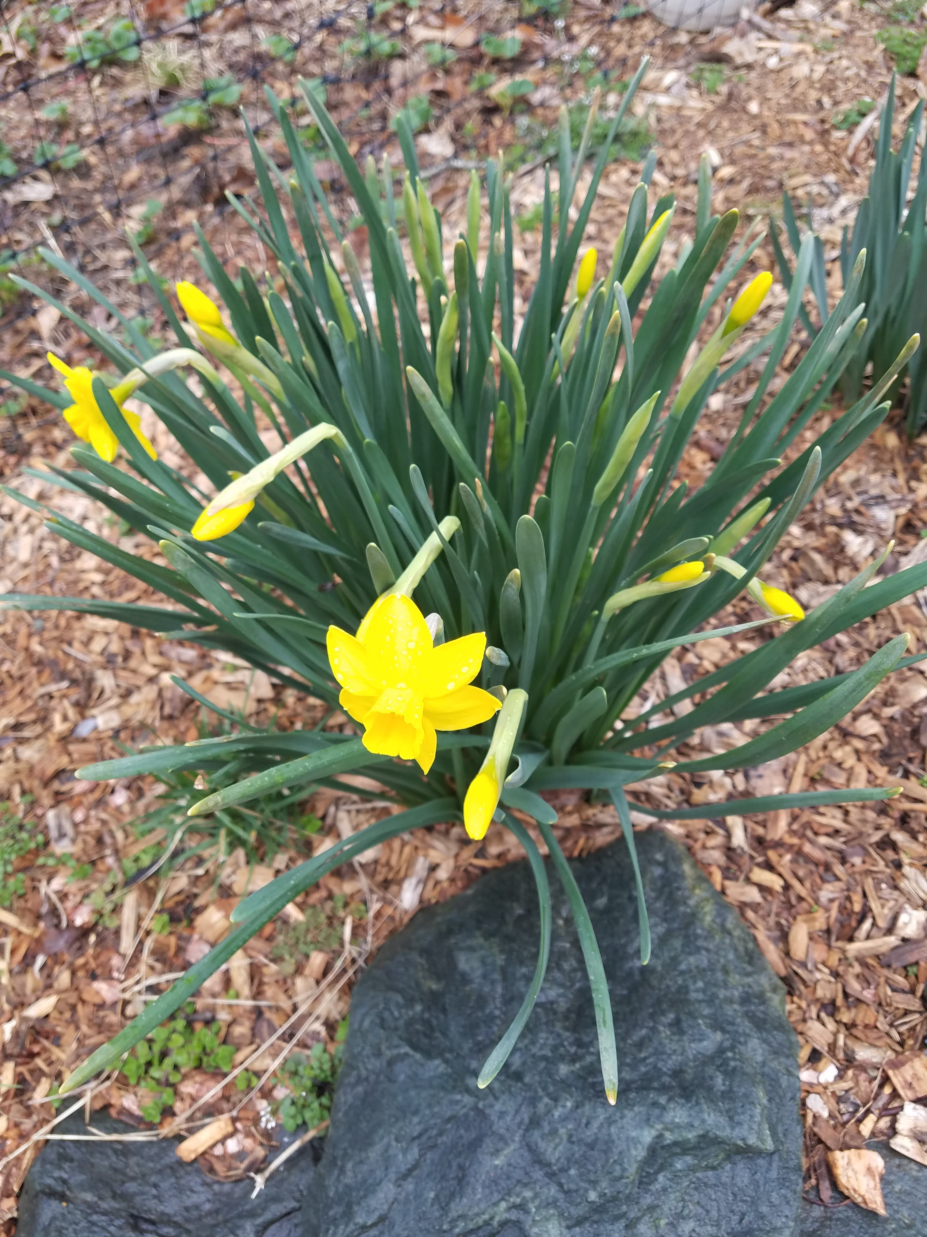 daffodils.jpg