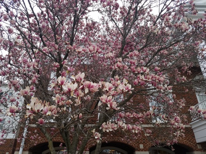 magnolia at Westminster.jpg