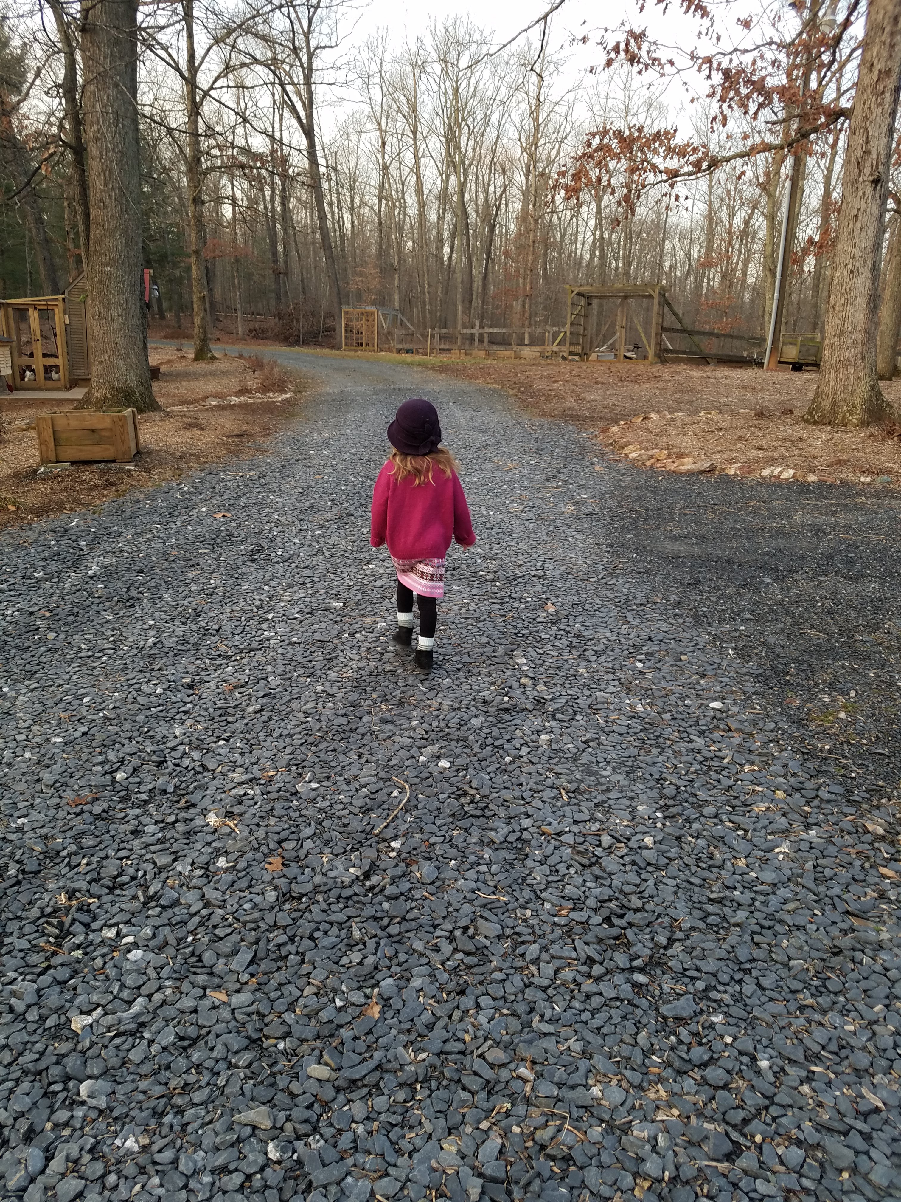 Rise walking toward coop.jpg