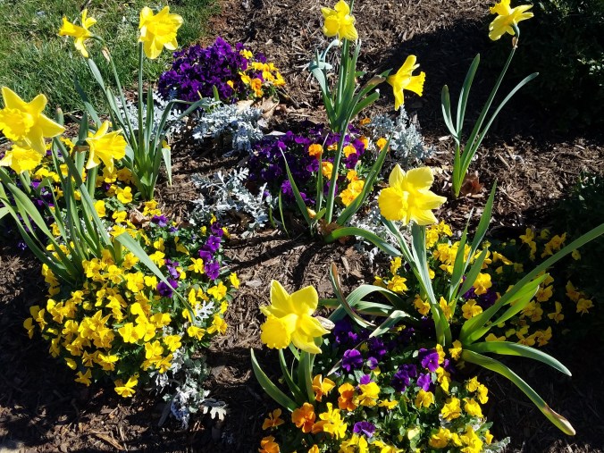 spring flowers at Westminster (2).jpg