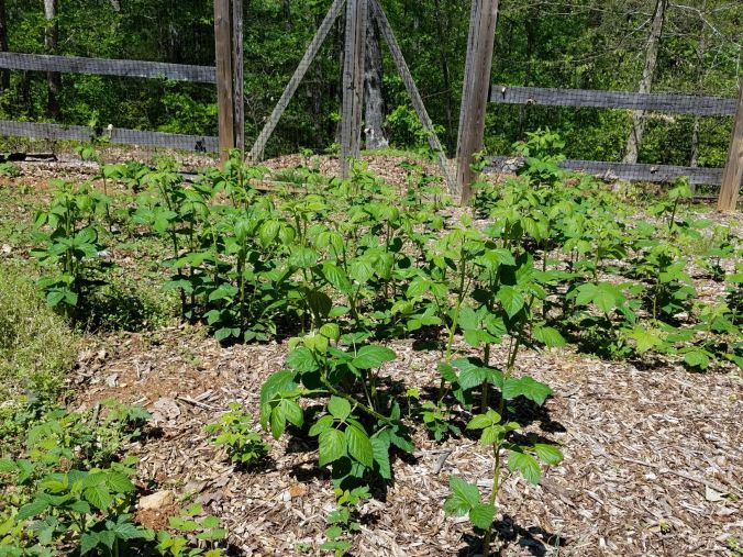 berries returned2 4.25.2mp.jpg