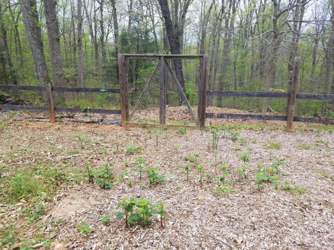 berries2 4.20.2mp.jpg