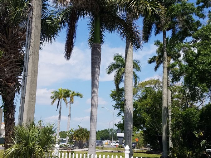 concrete trees in city.jpg