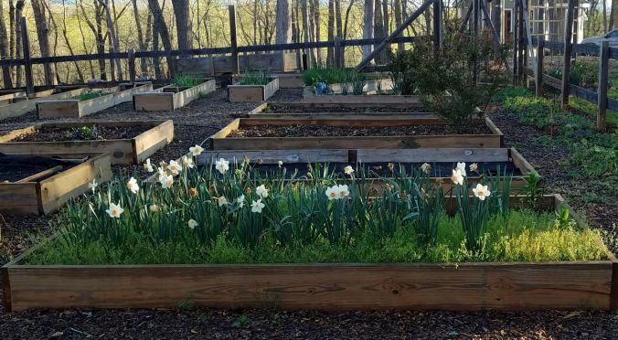 daffodil bed 4.15 (2).2mp.jpg