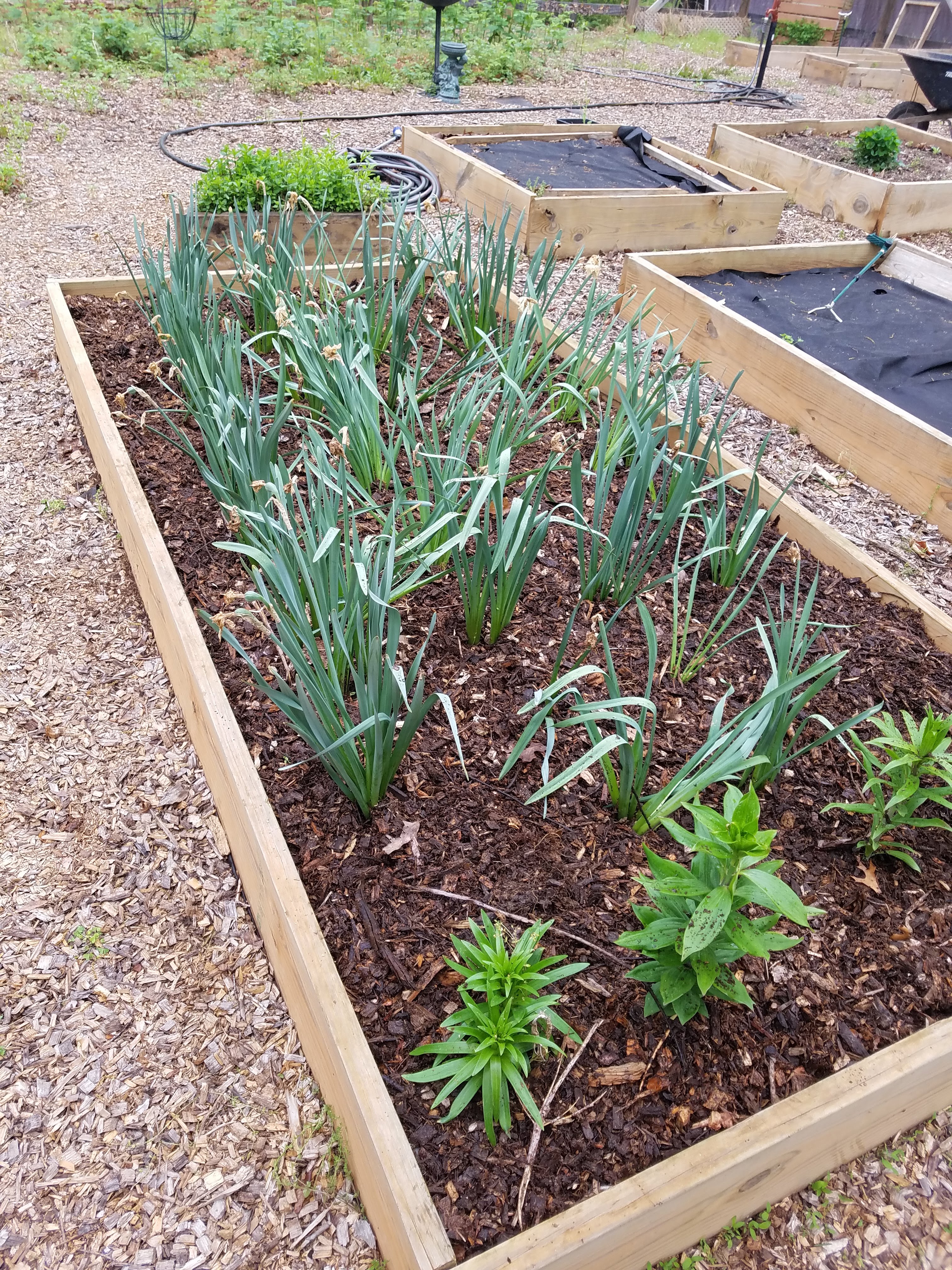 daffodils mulched.jpg