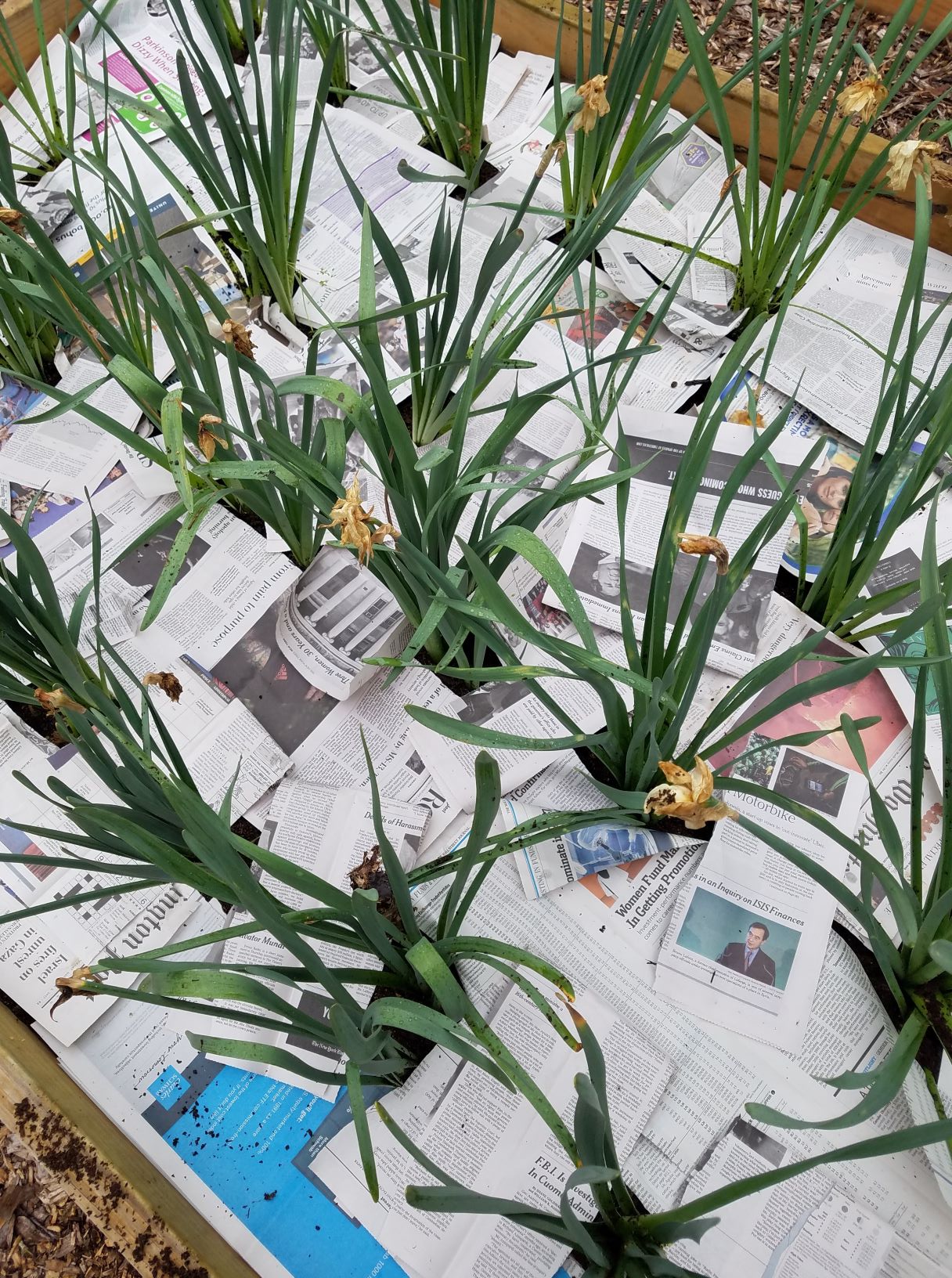 daffodils with newspaper2.2mp.jpg