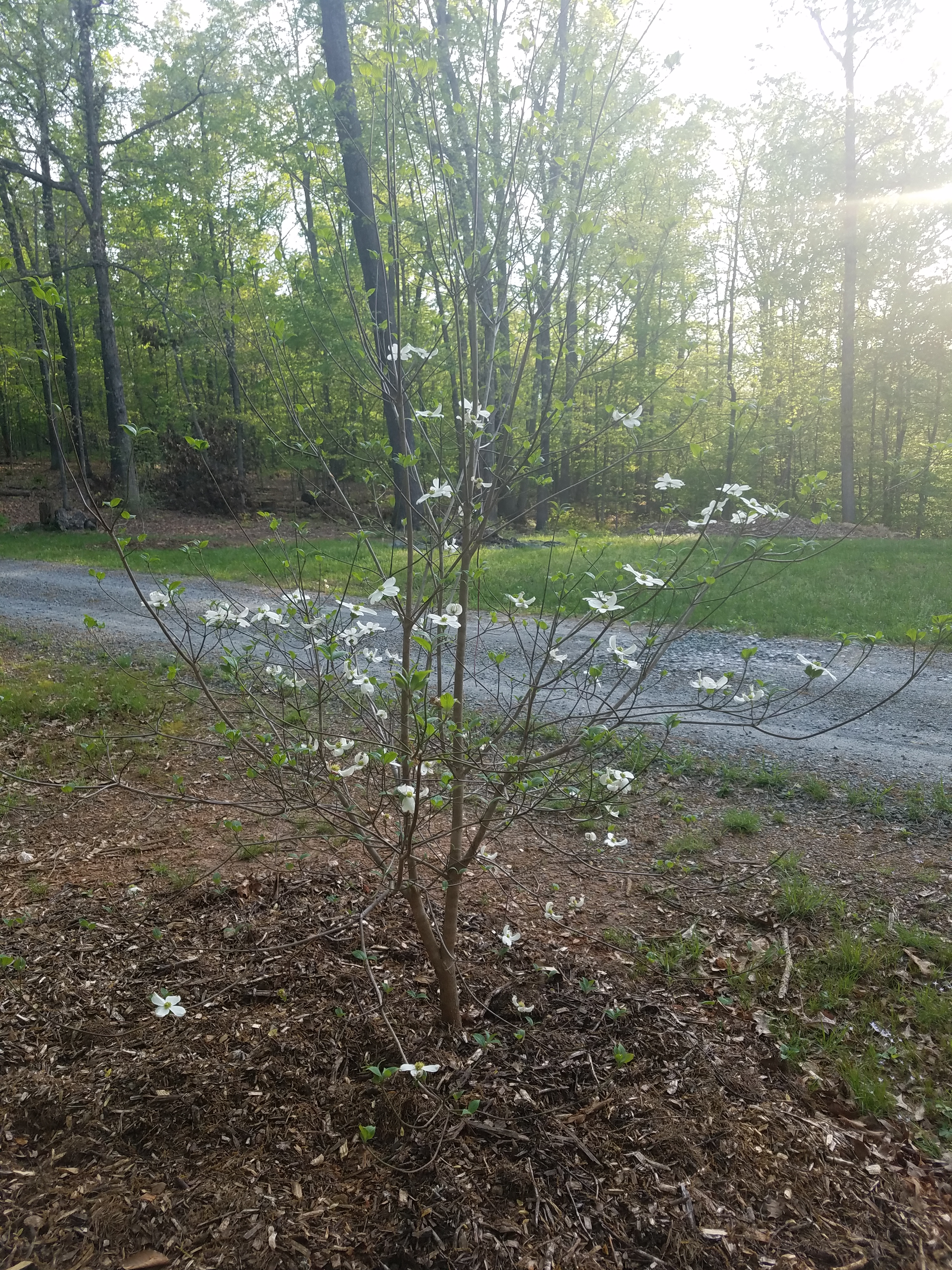 dogwood 4.24.jpg