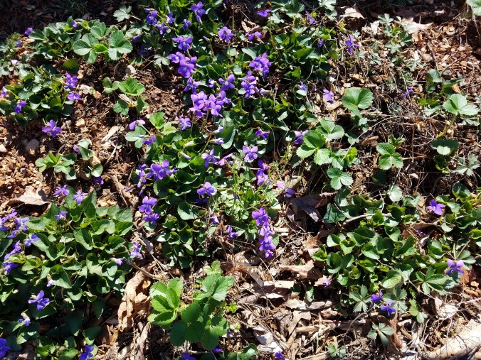 flowers among strawberries.jpg