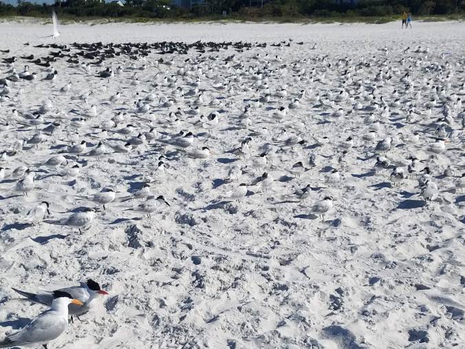 group of terns