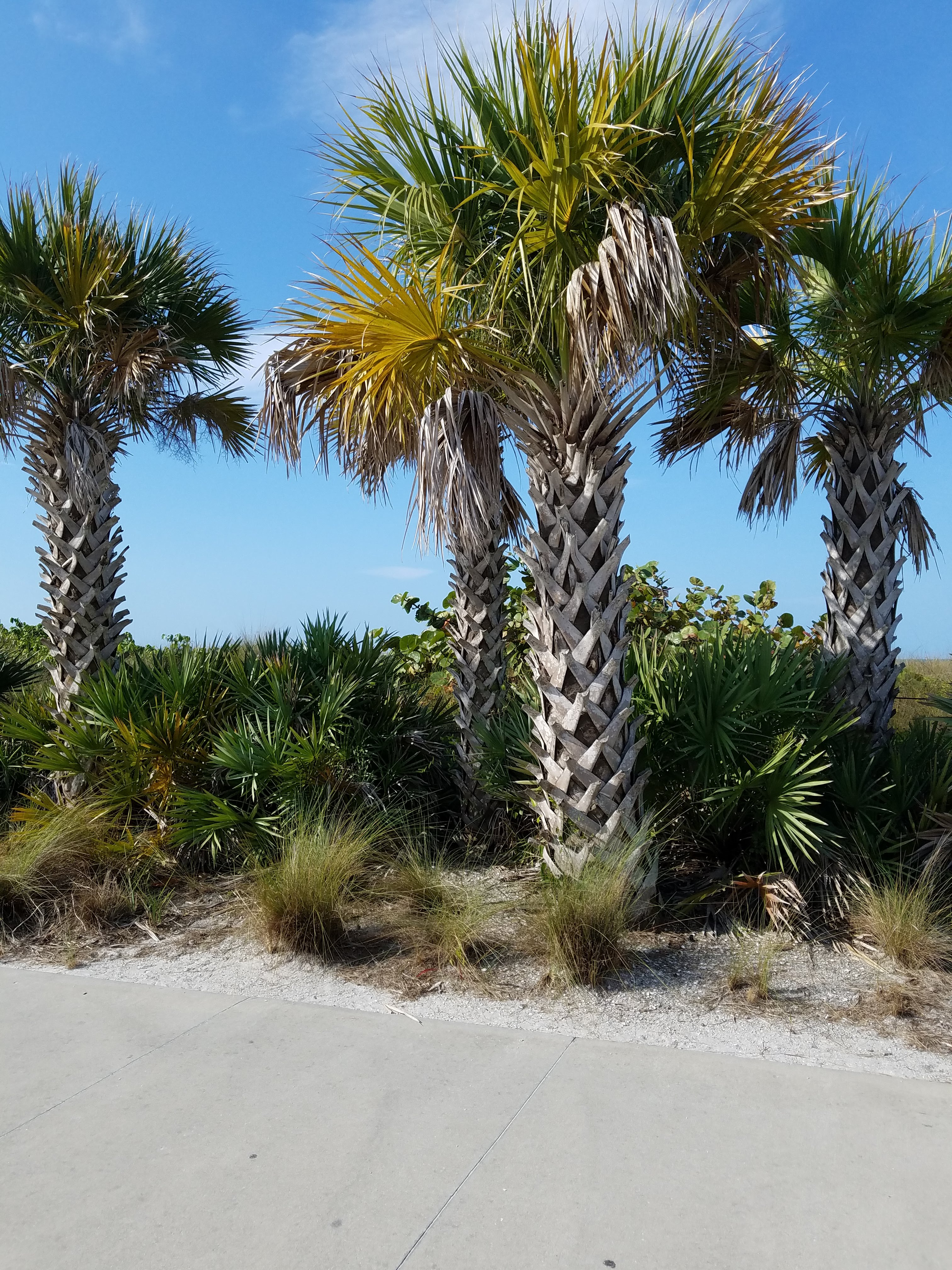 lattice trunk palms.jpg