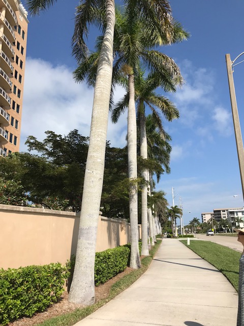 line of concrete trees.jpg