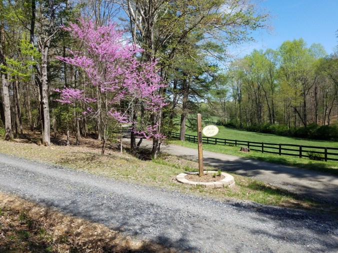 redbud at sign.jpg