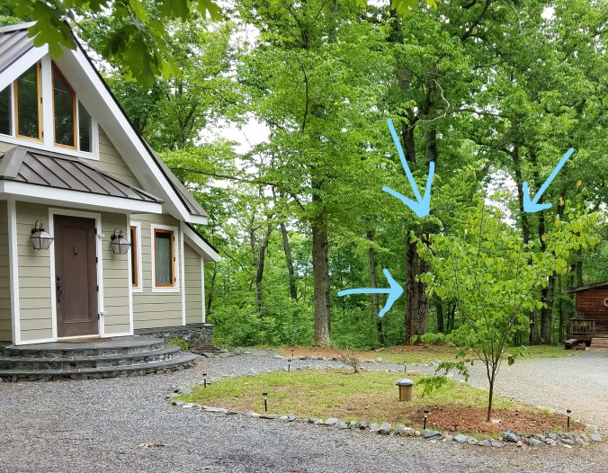 redbud newly transplanted May 2017_LI.jpg