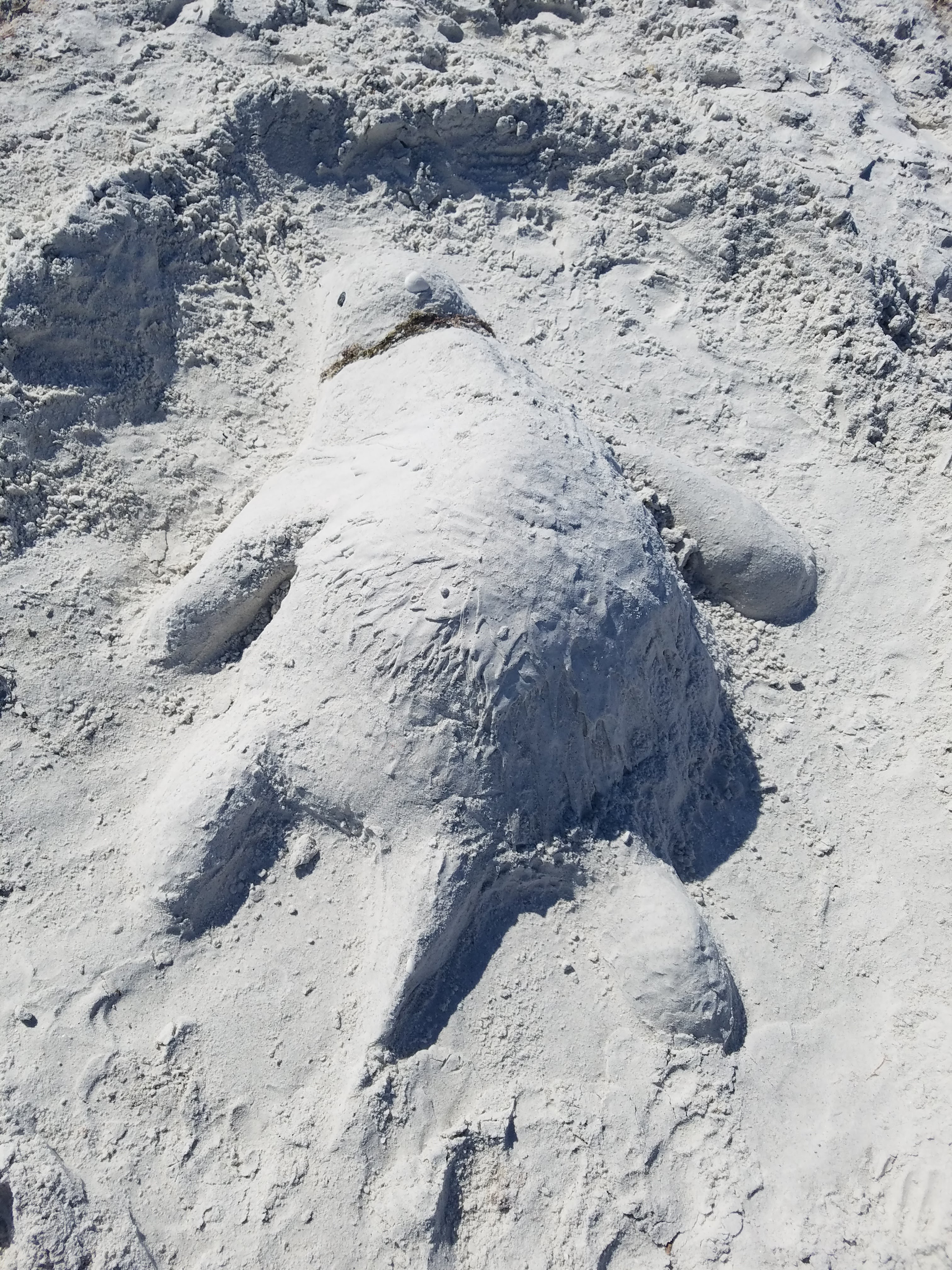 sand manatee2.jpg
