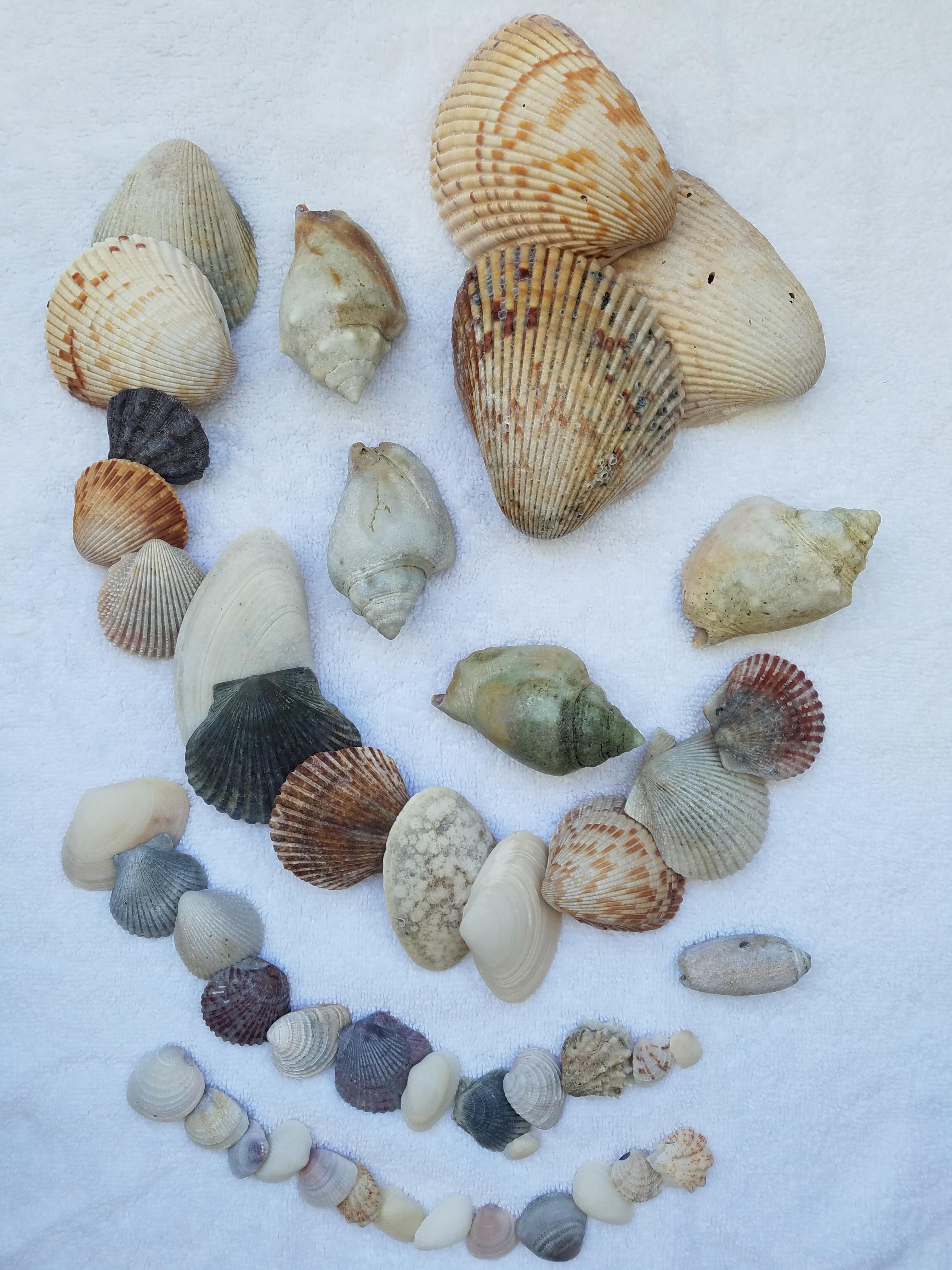 shelll collection.jpg