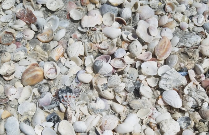 shells on beach cr.jpg