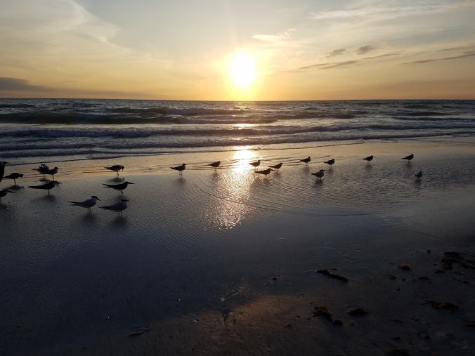 terns in water at sunset.jpg