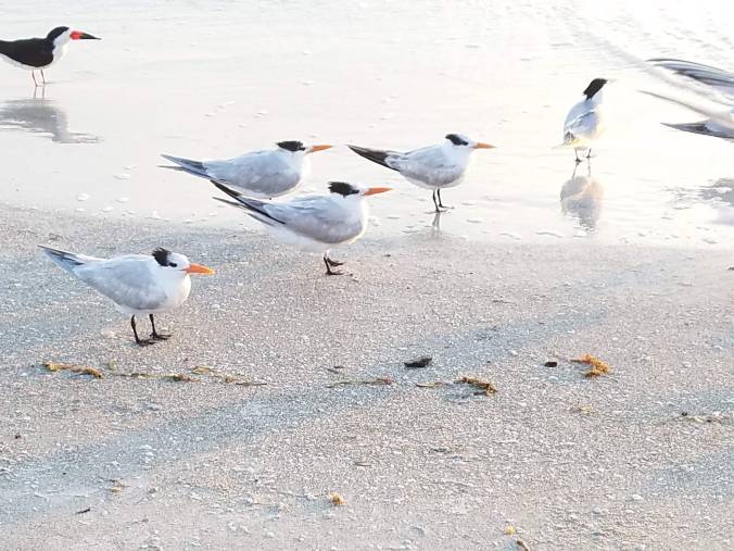 terns in water