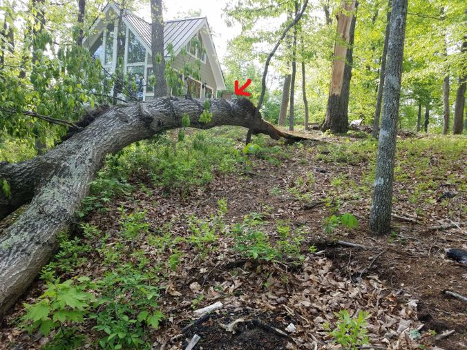 tree down_LI.2mp.jpg