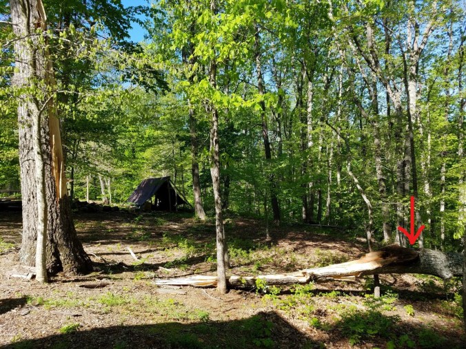 tree3 4.27.2mp_LI.jpg