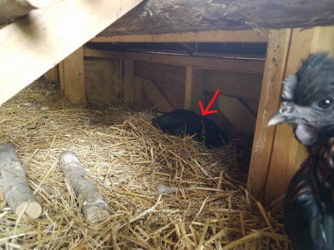 brooder hogging_LI.jpg