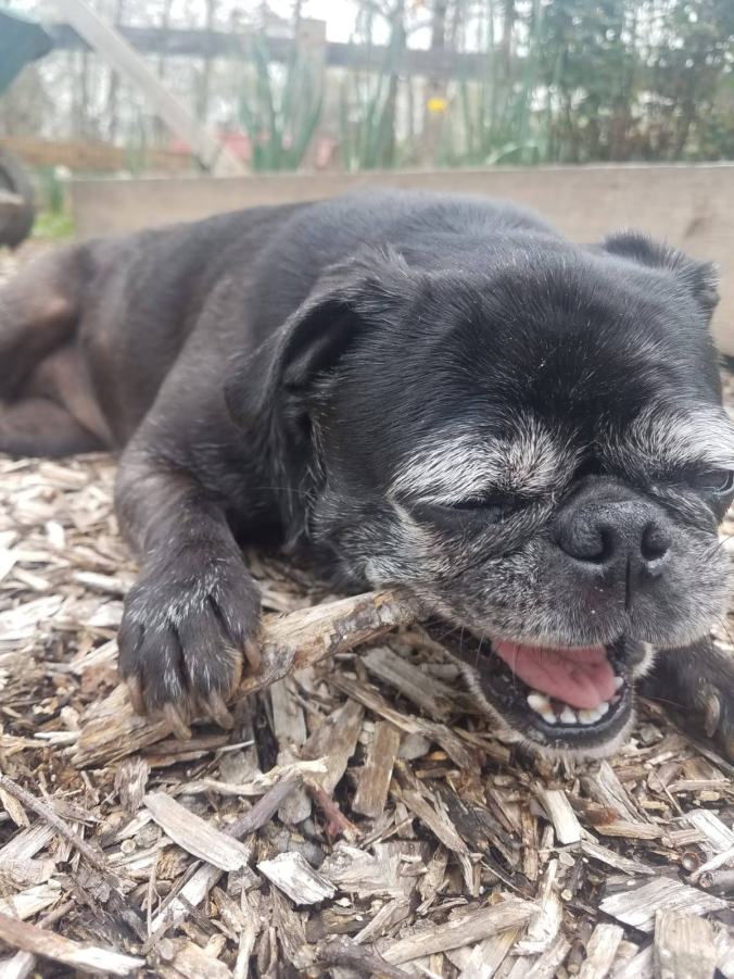 coco chewing a stick.jpg