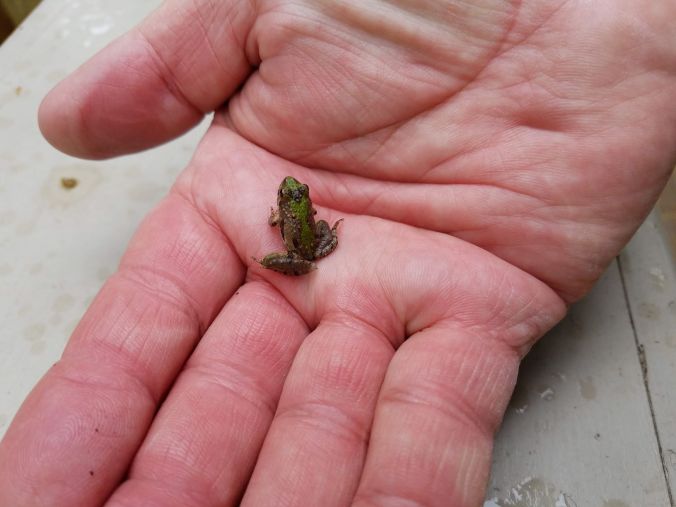 froggie in hand.2mp.jpg