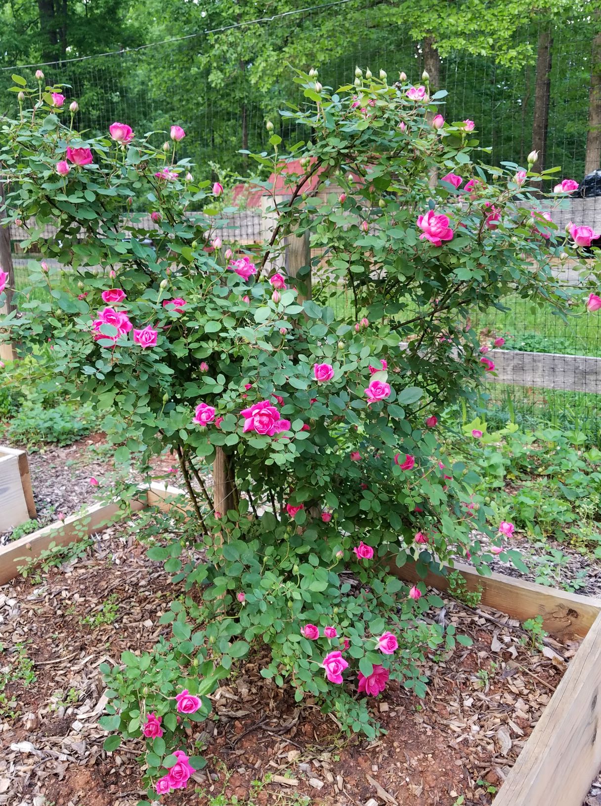 knockout roses 5.5.19.2.2mp.jpg