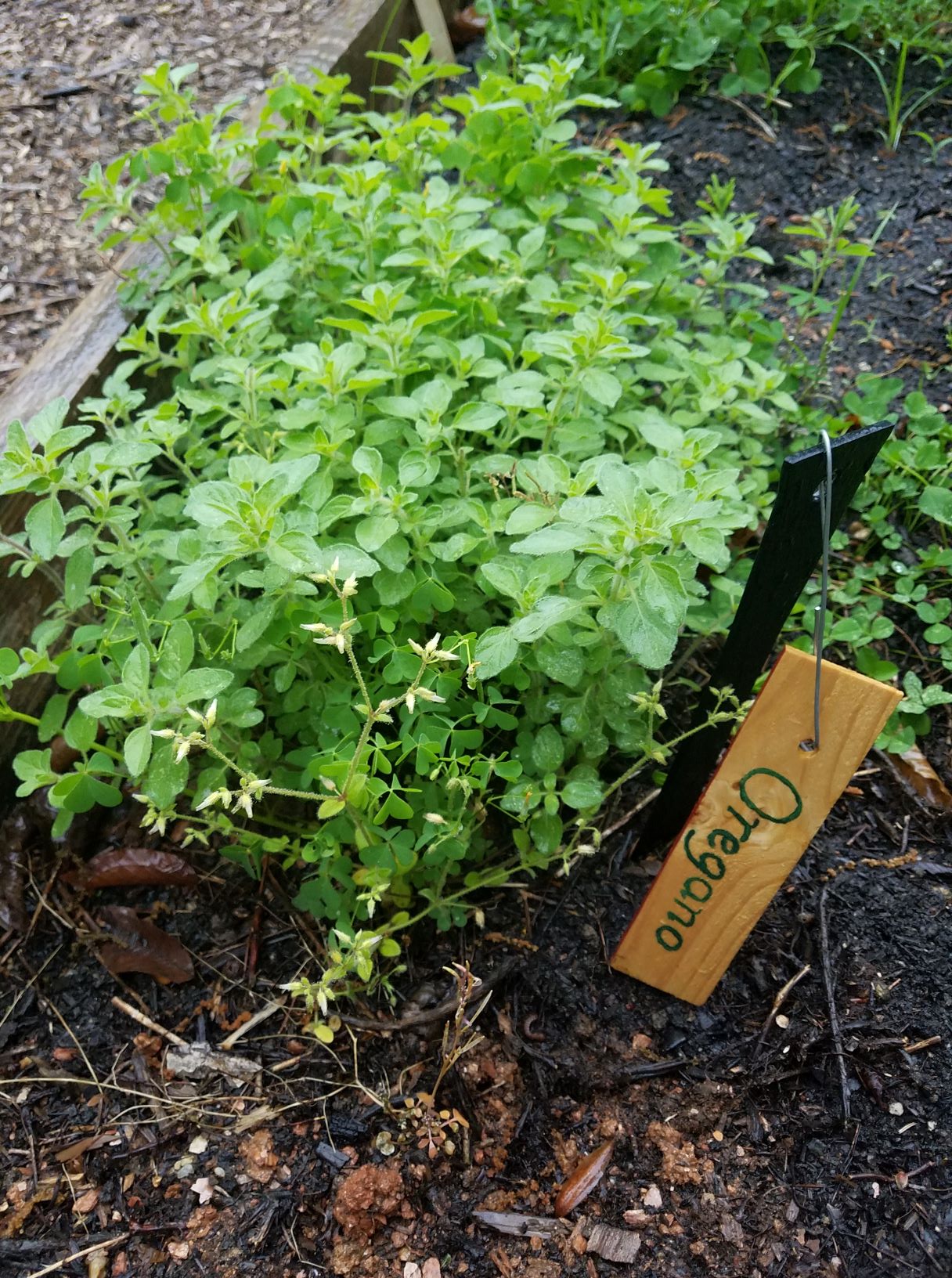 oregano.2mp.jpg