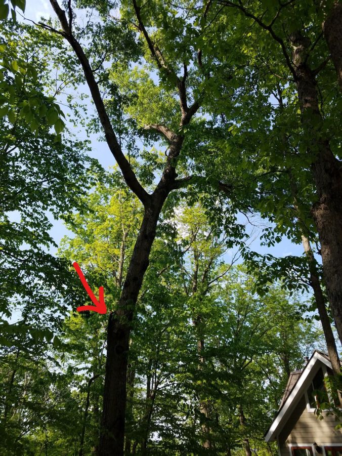 remaining tree best_LI.2mp