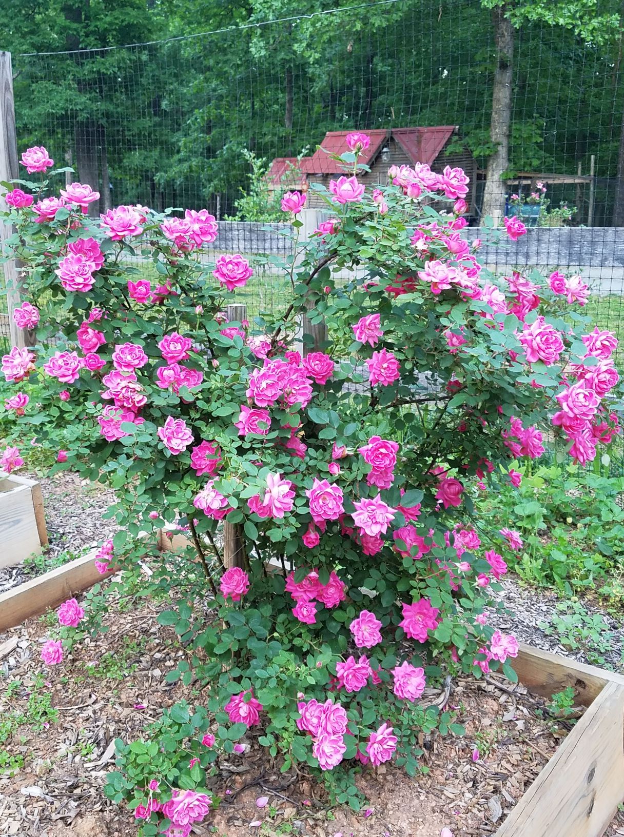 roses May 10.2mp.jpg