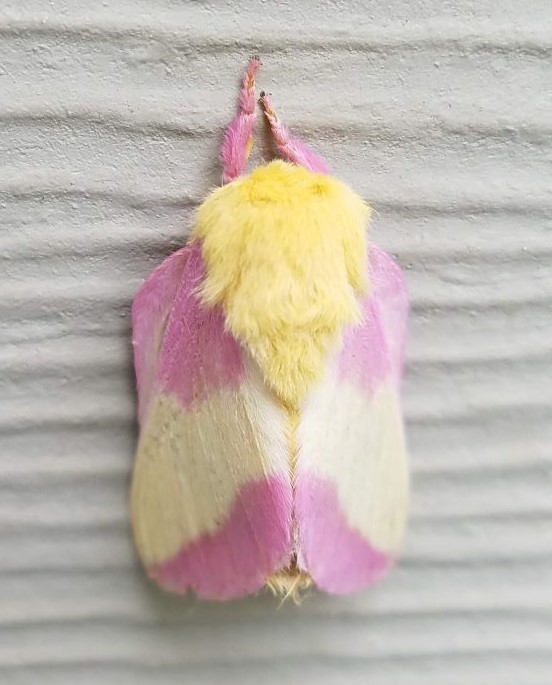rosy maple moth1.2mp (2).jpg