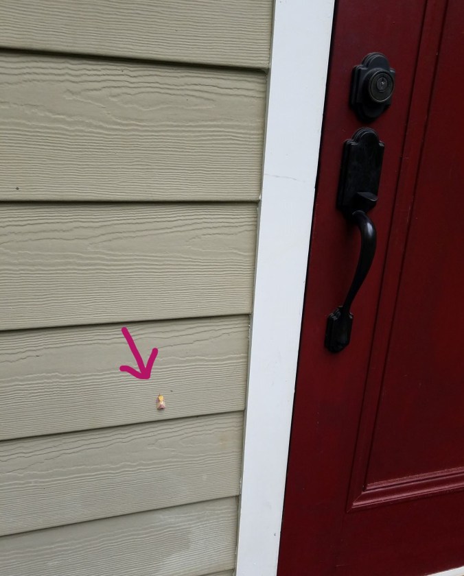 rosy maple moth2.2mp (2)_LI.jpg