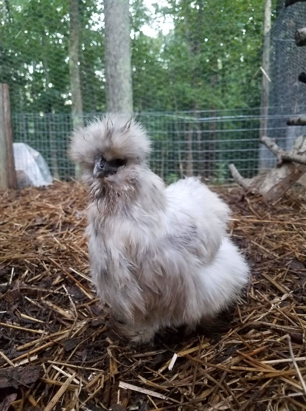silkie9.18.2mp.jpg