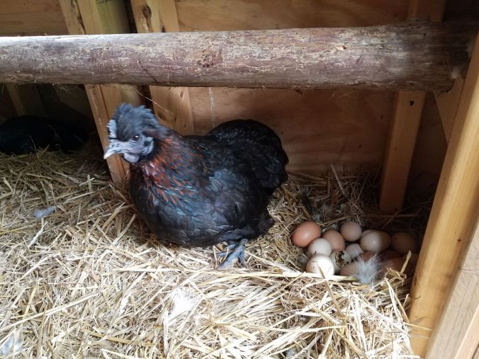 stash of eggs.2mp.jpg