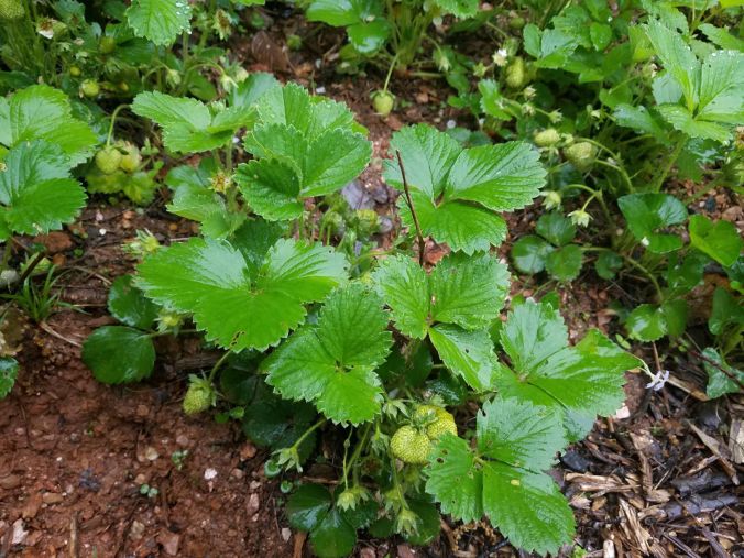 strawberries coming.2mp.jpg