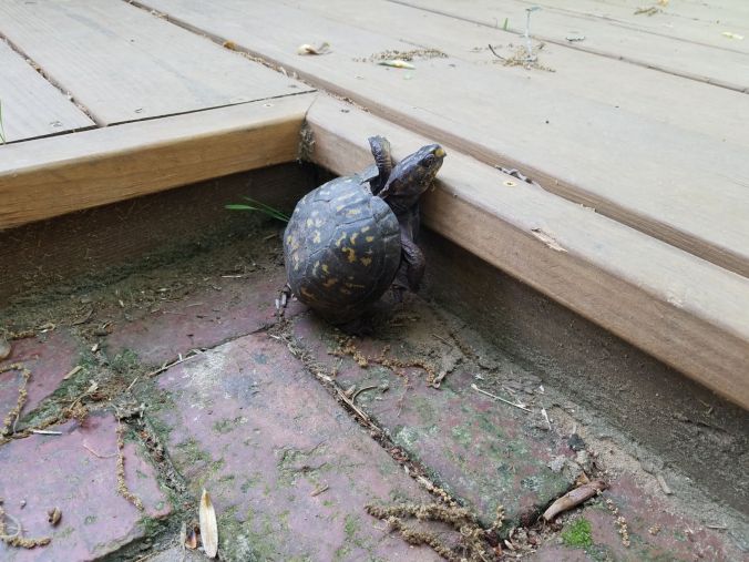stuck turtle.2mp.jpg