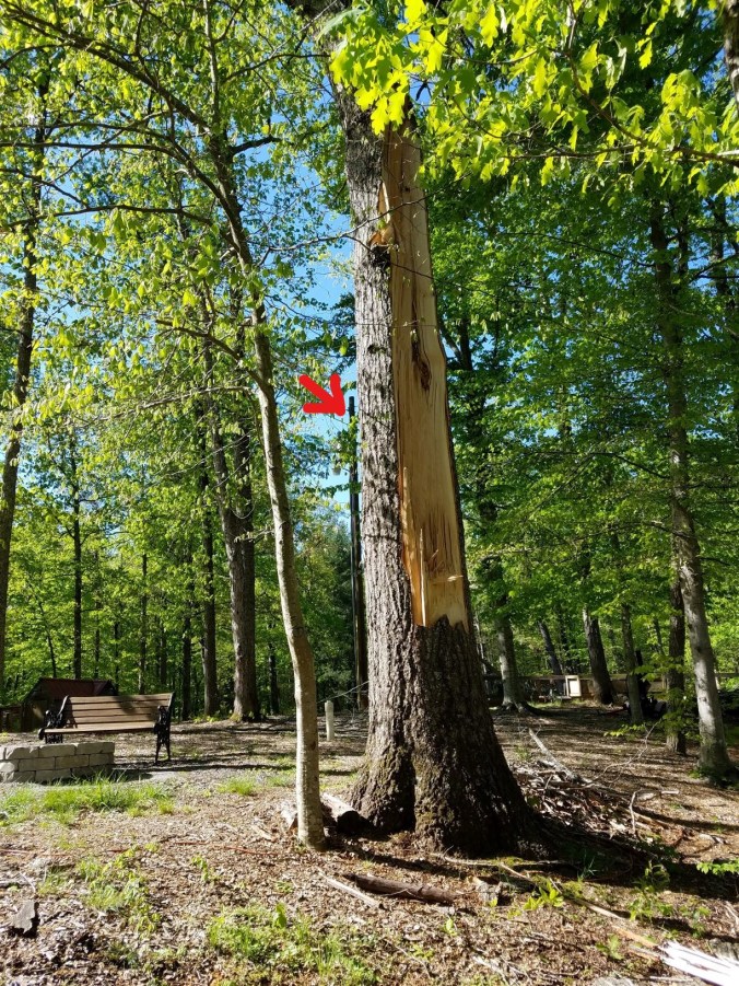 tree 4.27.2mp_LI.jpg