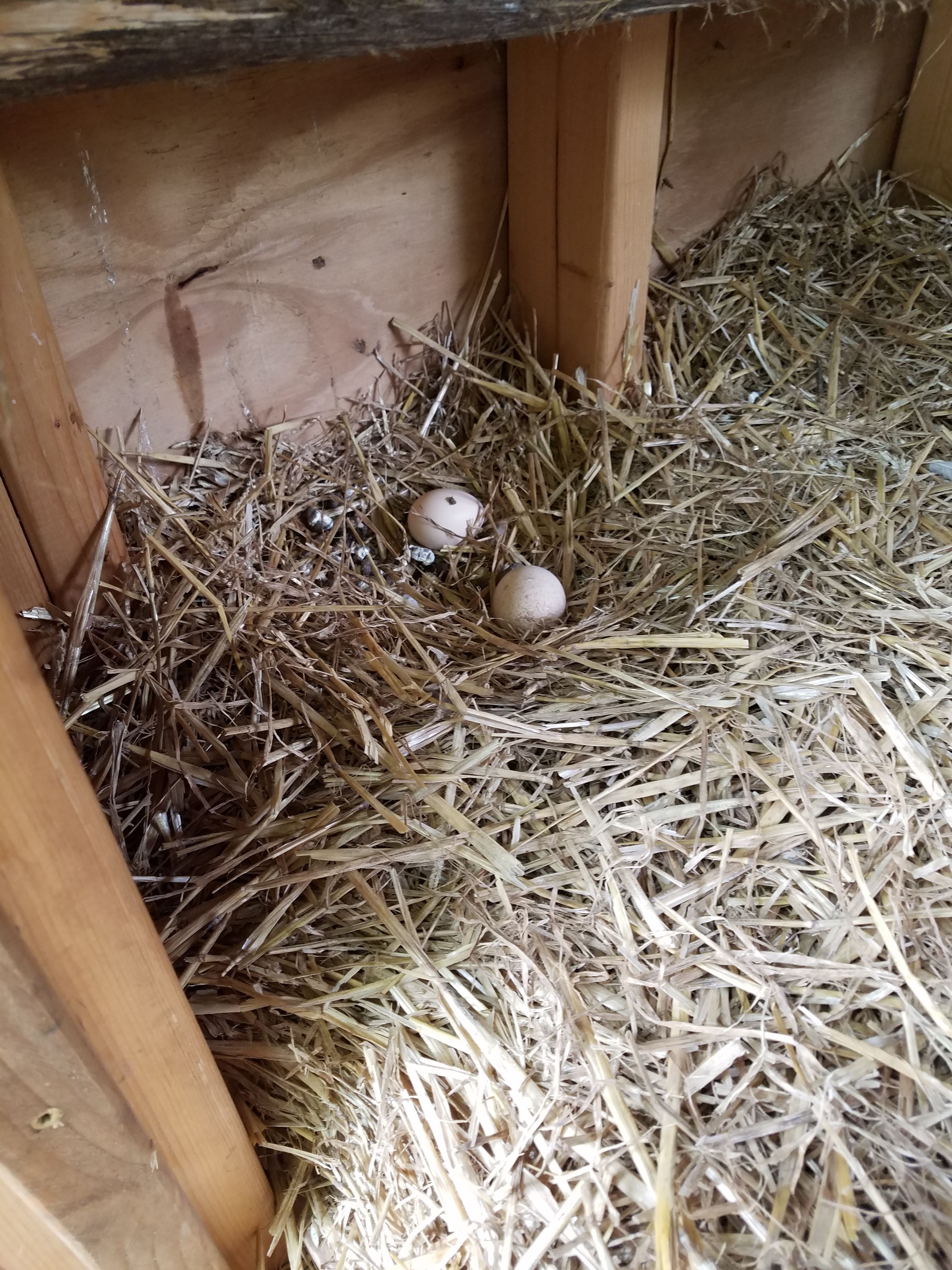 where they normally lay.jpg