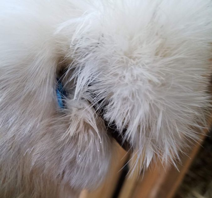 whitey's ear (2).2mp.jpg