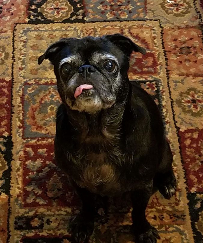 coco begging.2mp.jpg