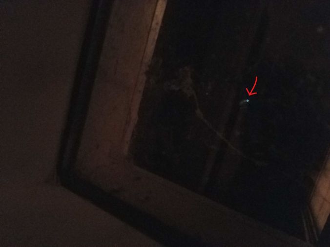 firefly caught_LI.2mp.jpg