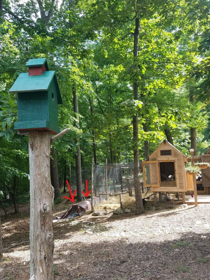 oak still behind the coop_LI.2mp.jpg