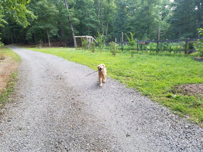 Willow and stick2.2mp.jpg