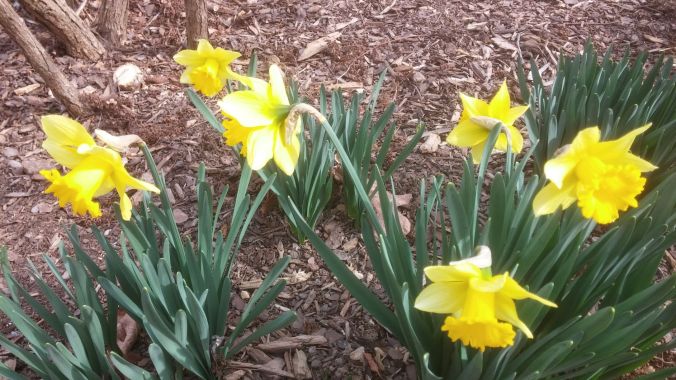 daffodils 2.8.17.2mp.jpg