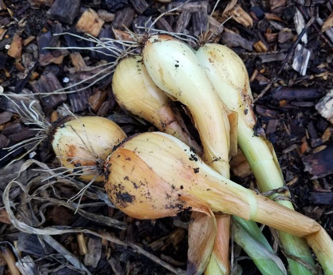 garden onions (2).2mp.jpg