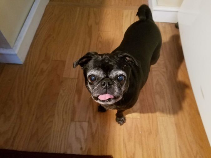 begging coco.2mp.jpg