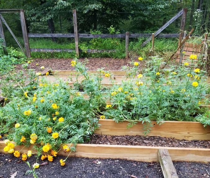 marigolds (2) 2018.2mp.jpg